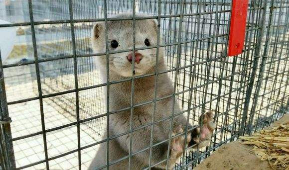 歷時約3個月 丹麥完成宰殺逾1500萬只養殖貂