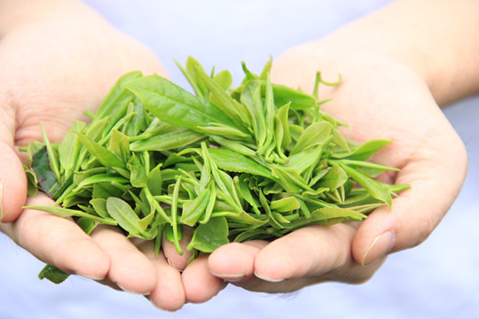 2020年中國茶葉農業產值已突破2500億元