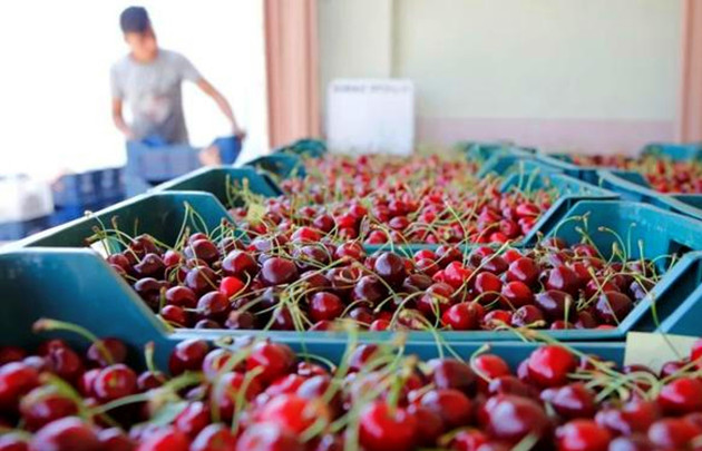 一批陽性櫻桃流入江西 多地已全部售空