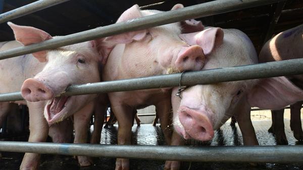 元朗一豬場再驗出非洲豬瘟病毒 約590隻豬將銷毀