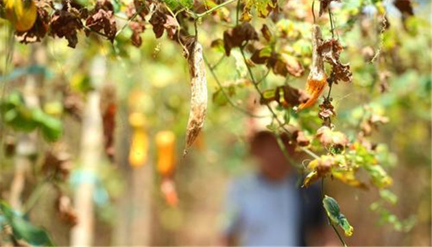 華南江南等地旱 有關部門回應：雨要來了！