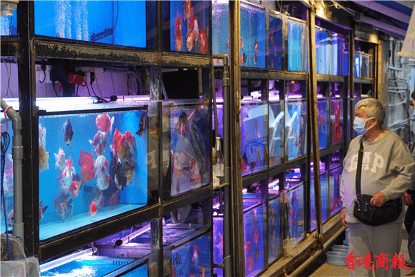 圖集｜「金魚街」的金魚市場 恍如置身水族館