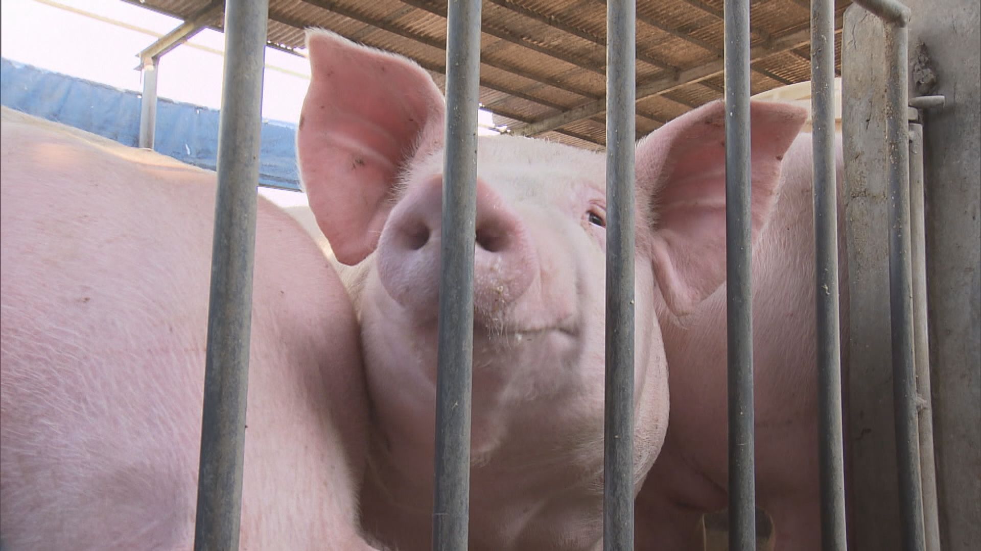 元朗黃泥墩豬場現豬瘟病毒 漁護署：將場內3000隻豬全數銷毀