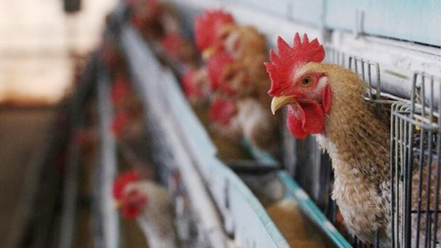 本港暫停進口英國北約克郡Redcar and Cleveland區禽肉及禽類產品