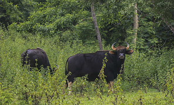 牛年新歲好開始 齊保育瀕危野牛