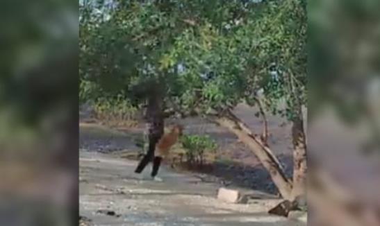 烏溪沙疑有人虐狗 警方跟進事件