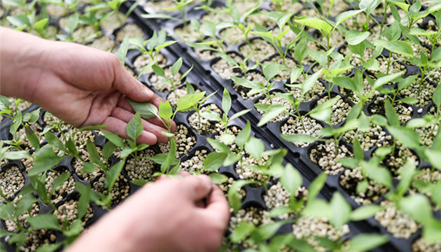 這麼多年的中央一號文件都寫了什麼？
