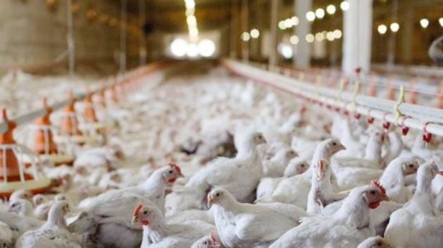 本港暫停進口韓國慶尚南道統營市禽肉及禽類產品