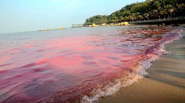 香港水域過去一周發現12宗紅潮