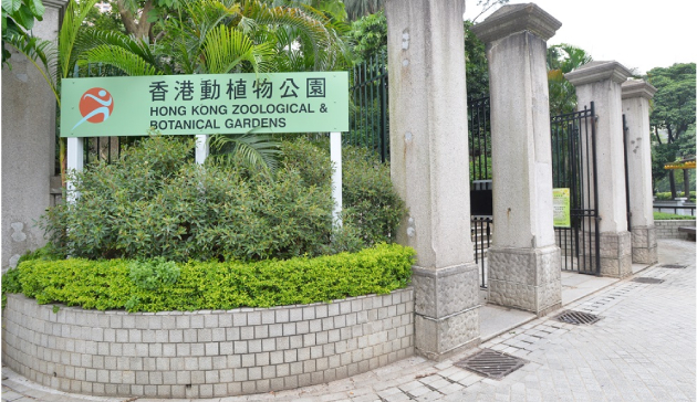 動植物公園古樹受褐根病感染遭移除 以保障公眾安全