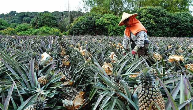 官媒：期待兩岸「春暖花開」？ 民進黨口是心非！