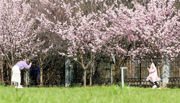 武漢大學設抗疫醫護賞櫻綠色通道