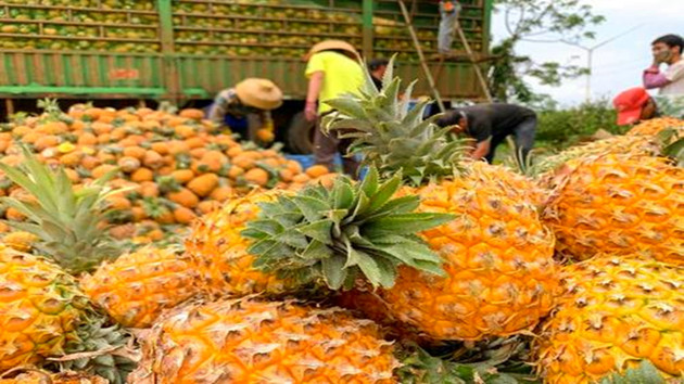 「中國菠蘿之鄉」廣東徐聞菠蘿出口逐年擴大