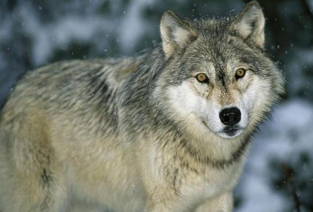 美威斯康辛州60小時內逾200隻狼遭獵殺
