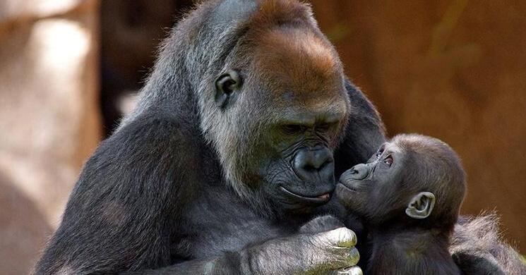 美國加州聖迭戈動物園9隻類人猿接種新冠疫苗