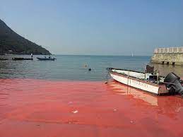 政府跨部門紅潮工作小組公布香港水域紅潮報告