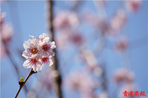 圖集 | 安景街公園：富士櫻花怒放 春回城門河畔