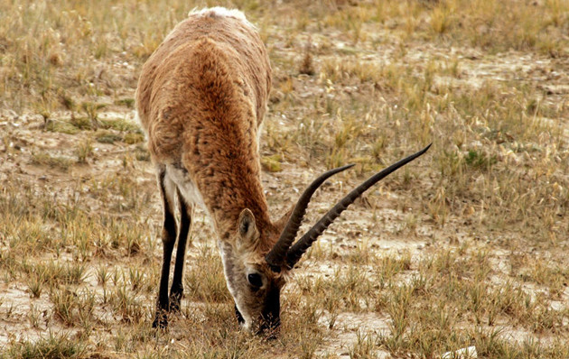 廣東擬新增72種省級重點保護陸生野生動物