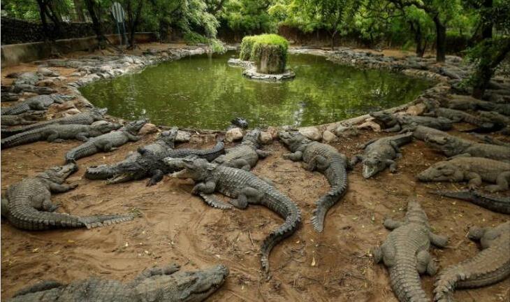 南非發生大規模鱷魚逃逸事件