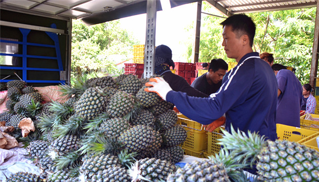 台籍代表談「菠蘿事件」：民進黨當局「政治抽水」 罔顧台胞福祉