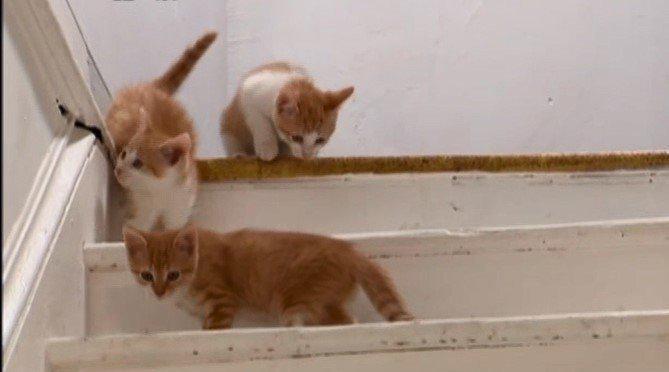 廣東蓬江通報「禽畜市場有被盜貓隻交易情況」：已查扣 正核查來源