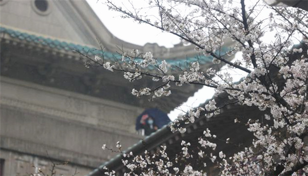 武漢大學賞櫻預約首日：風雨難擋遊客熱情