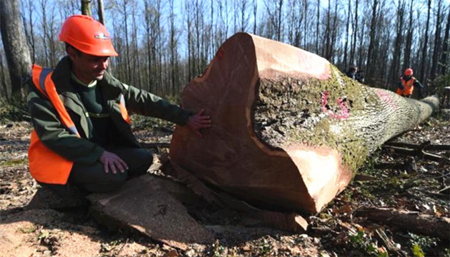 【追蹤報道】重建巴黎聖母院需千株百年橡樹 砍伐工作已開始