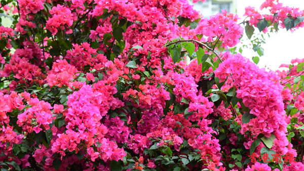 圖集 | 來深水埗簕杜鵑花隧道 感受春天花開的氣息