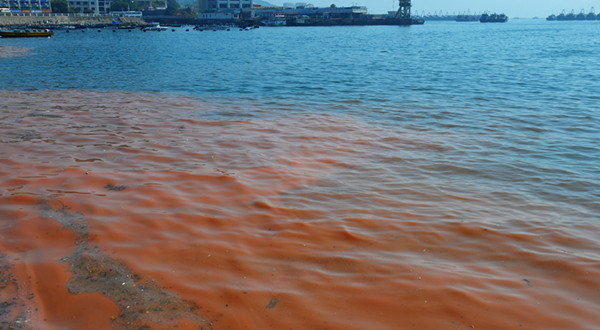 香港水域過去一周發現4宗紅潮