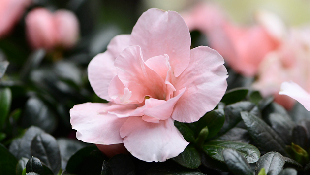 網上香港花卉展覽以杜鵑花為主題花