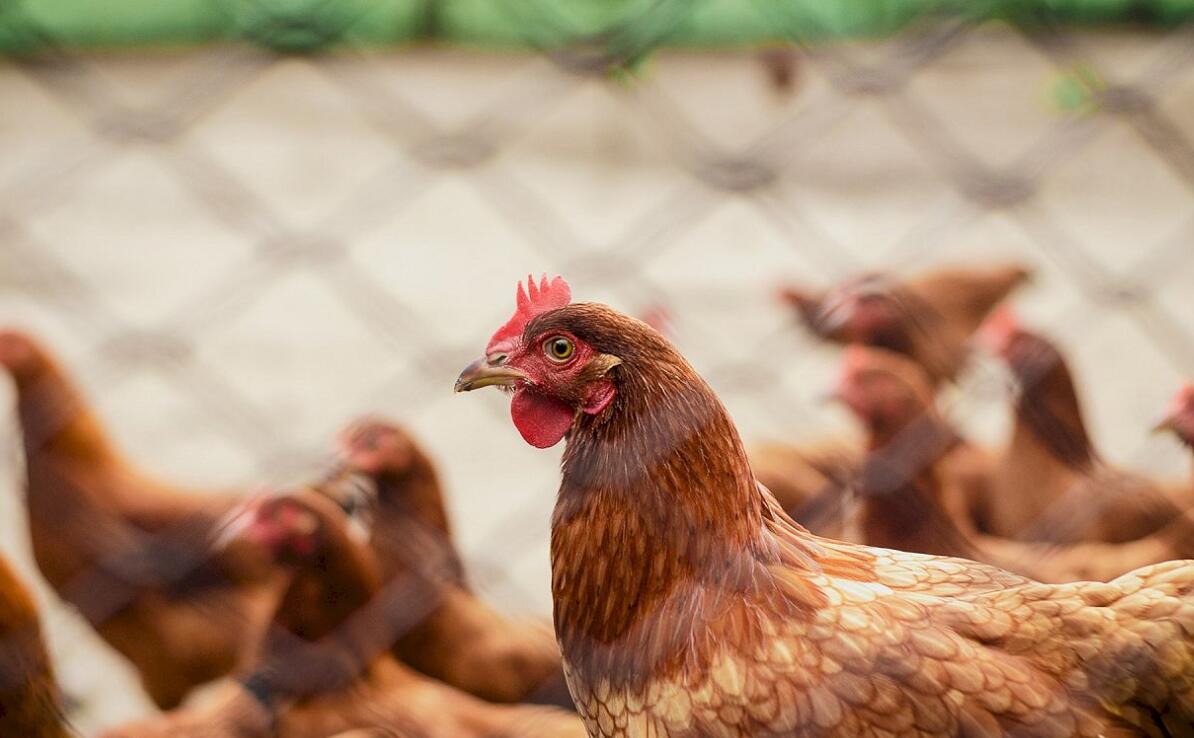 日本禽流感蔓延18縣 官員籲最高等級警戒