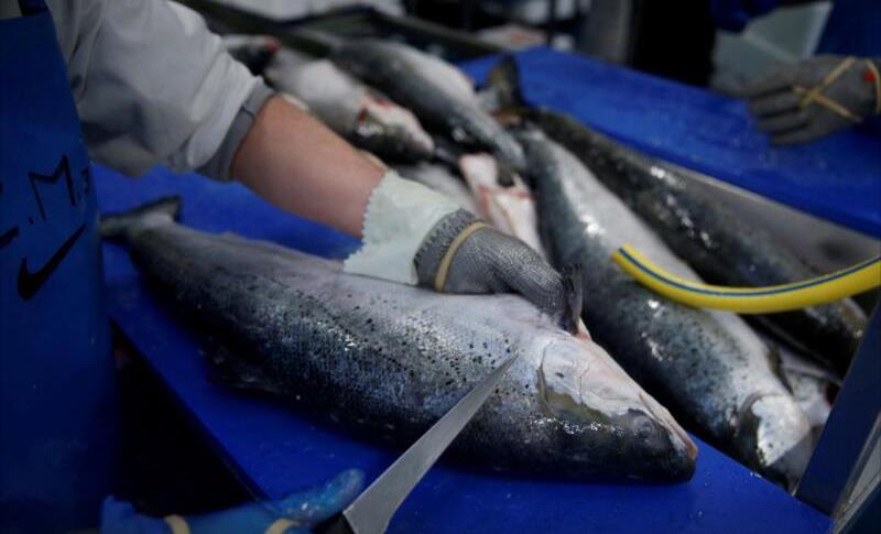 英媒： 海產品欺詐行為全球氾濫 亂貼標籤現象嚴重