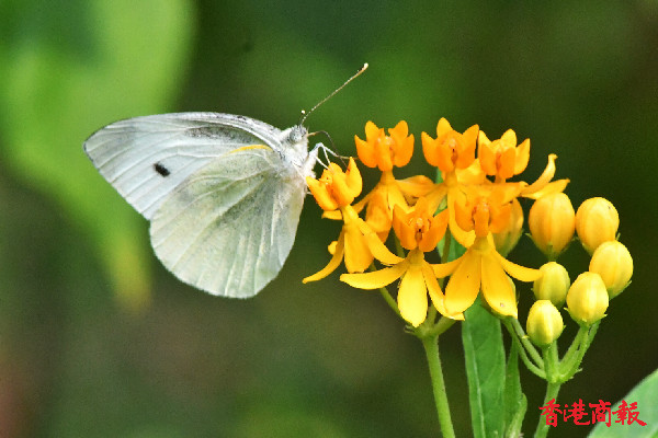 圖集 | 大埔鳳園賞蝶 花香撲鼻蝶影處處 