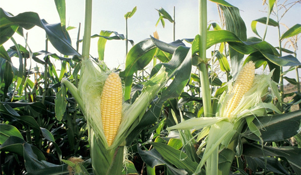 中國與美簽訂1月以來最大規模玉米採購訂單