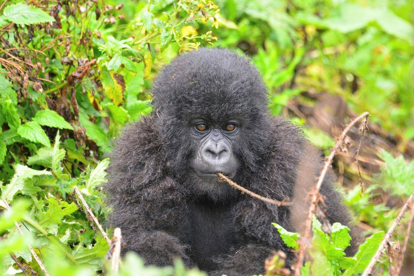 GameStop大戰中獲利豐厚 散戶齊獻愛心助養大猩猩