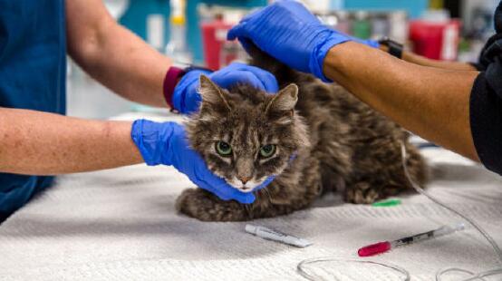 美法首次在貓狗身上發現新冠變異病毒