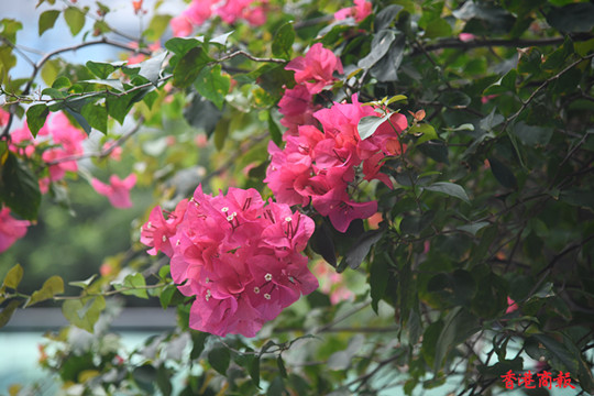 圖集 | 今年香港花展在18區上演 