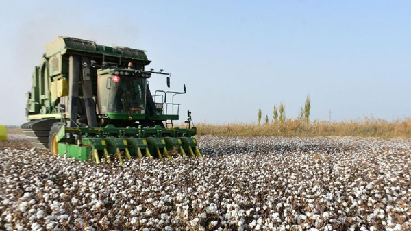 國棉聯盟：將提升中國棉花的國際影響力