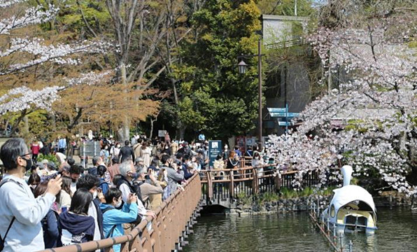  東京櫻花季 賞櫻景點湧入人潮