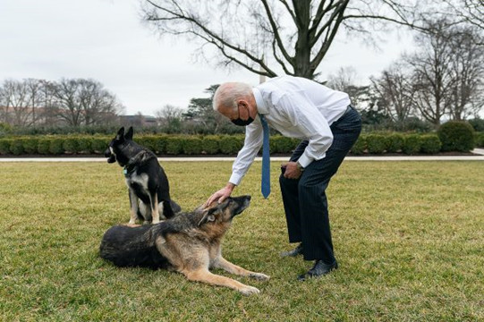一個月內兩次 拜登愛犬再次捲入白宮咬人事件