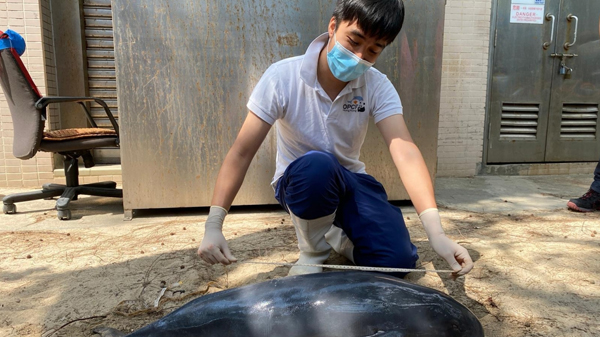 清水灣發現年幼江豚屍體 本年度第12宗擱淺個案