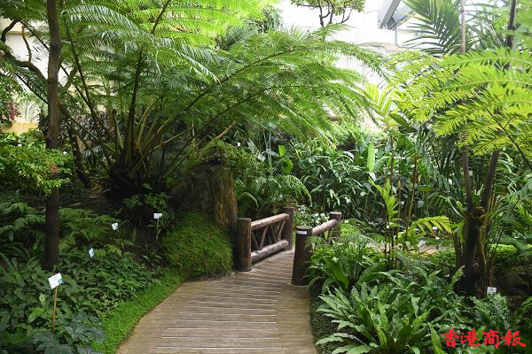 圖集 | 霍士傑溫室：香港公園裏的綠野仙蹤