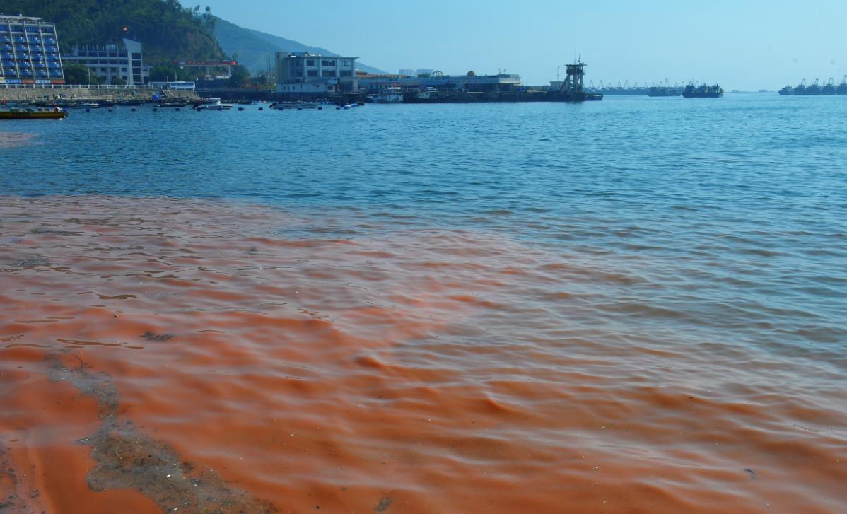 香港水域過去一周現1宗紅潮 當局將繼續監測以減低對海魚養殖業影響