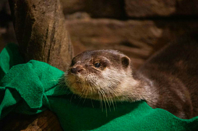 美國一水族館水獺感染新冠病毒
