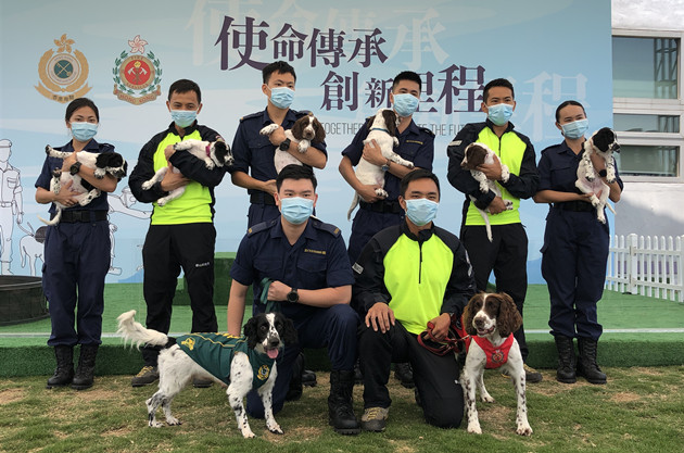 海關與消防處成功繁殖6犬 將訓練作搜查及搜索犬