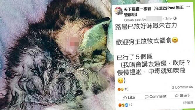 寵物節柴犬咬死小貓 男子揚言毒狗被捕