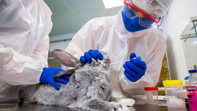 俄羅斯動物新冠疫苗面世 多國有興趣洽購