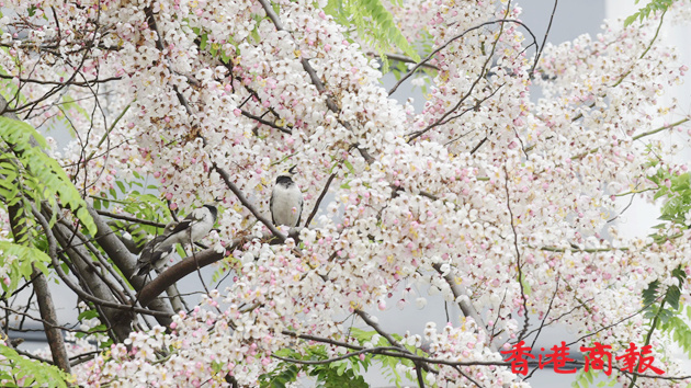 圖集｜中環百年古樹節果決明花朵盛放 吸引大批市民前往觀賞