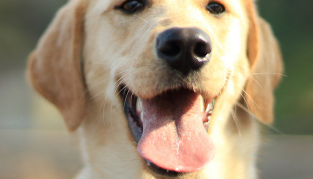泰國將嘗試用嗅探犬篩查新冠病毒感染者