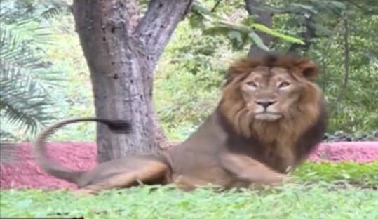 印度動物園8頭獅子感染新冠